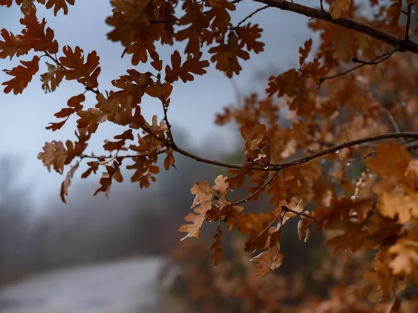Krása Podzimního Mlžného Lesa Detaily Zavřít Dubová Větev Žlutými Listy — Stock fotografie