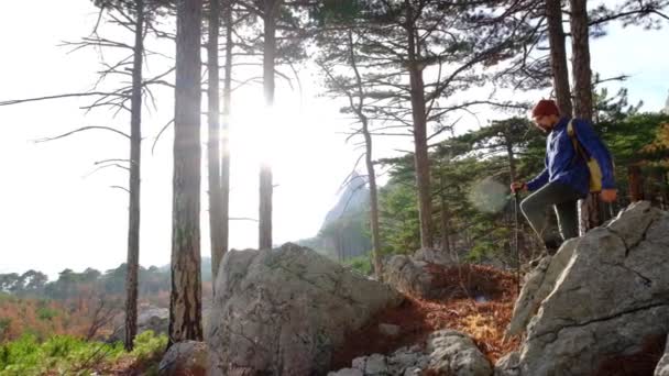Człowiek Wędrujący Zielonym Lesie Sosnowym Słoneczny Jesienny Dzień Widok Tyłu — Wideo stockowe
