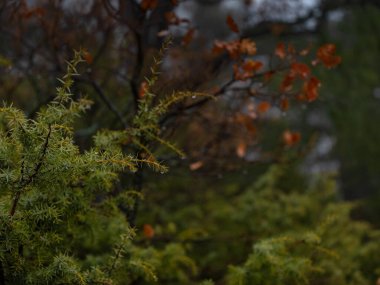 Sonbahar sisli ormanının güzelliği. Detaylar kapanır. Yağmur damlalarında ardıç dalı