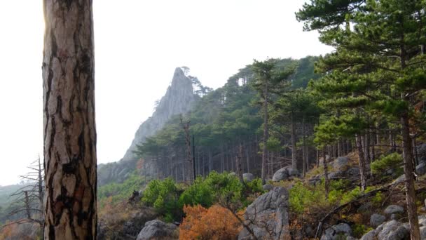 Prachtig Bergzicht Door Het Dennenbos Het Idee Concept Van Reizen — Stockvideo