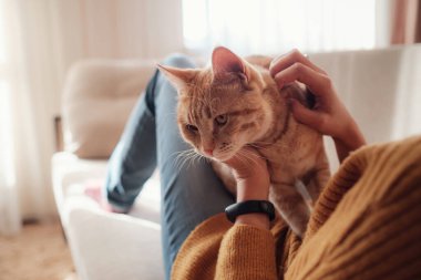 Genç Asyalı kadın evdeki kanepede evcil hayvanla güneşli bir yerde dinleniyor. Güzel kızıl tekir kedi. Hayvanlar ve yaşam tarzı konsepti.