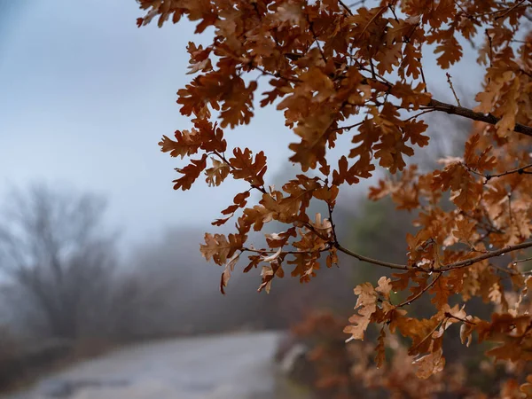 Őszi Ködös Erdő Szépsége Részleteket Lezárni Tölgyfaág Sárga Levelekkel — Stock Fotó