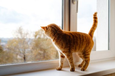 Tatlı bir kızıl tekir kedi pencere eşiğinde, dışarı bakıyor ve bir şey bekliyor. Pofuduk hayvan pencereden dışarı bakıyor..