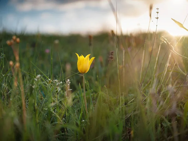 Gyönyörű Vadvirágok Naplemente Sugaraiban Vad Tulipánok Schrenk Kercsi Félsziget Sztyeppén — Stock Fotó