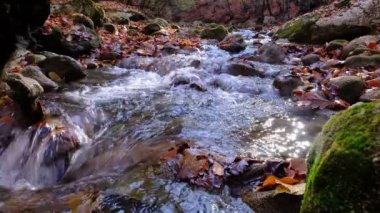 Dağdaki şelaleden akan nehrin manzarası. Dağlardaki orman nehri. Dağ Ormanı nehir manzarası. Güzel bir manzara. Düş! Sonbahar havası.