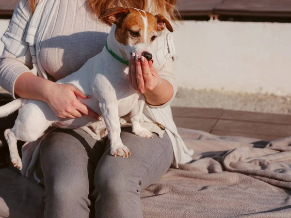 Jovem Com Seu Bonito Jack Russell Terrier Livre Belo Animal — Fotografia de Stock