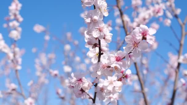 도시 공원에서 처음으로 이른 봄에 꽃을 피우는 벚나무 — 비디오
