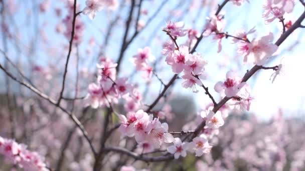 Primeiras árvores a florescer no início da primavera, cerejeiras em flor em um parque urbano — Vídeo de Stock