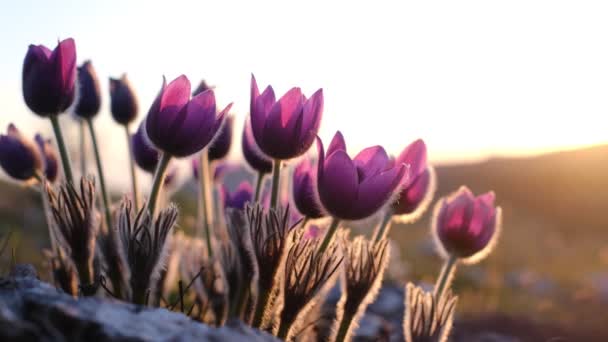 Krokus kwiaty lub pierwiosnki w rozkwicie w górach — Wideo stockowe