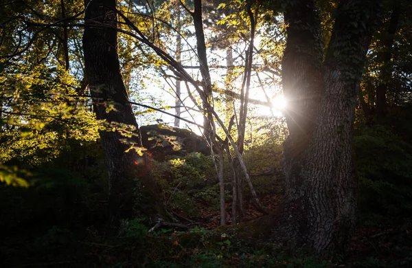 Der Zauber Des Sommerwaldes Bei Sonnenuntergang Warme Sonnenstrahlen Details Und — Stockfoto