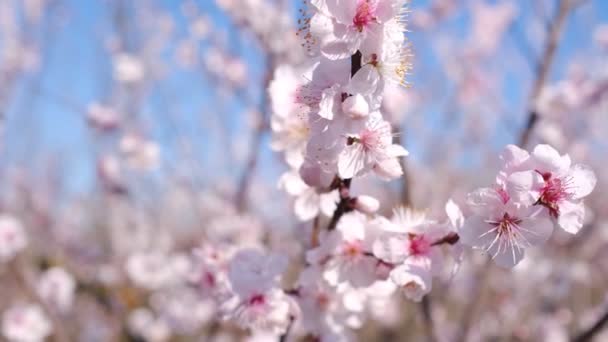 Första träd som blommar tidigt på våren, körsbärsträd i blom i stadspark — Stockvideo