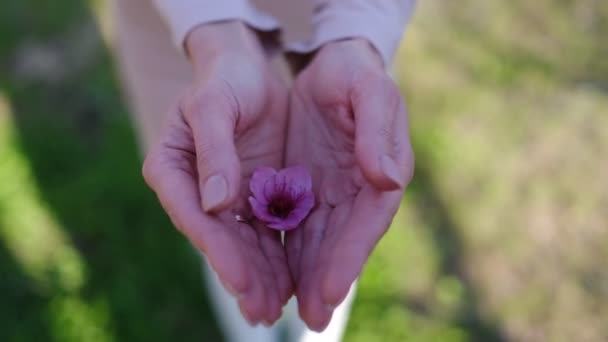 Kobieta delikatnie dotknąć bujne brzoskwiniowe kwiaty kilka, cieszyć się czasem hanami. — Wideo stockowe