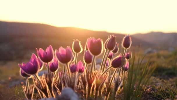 Crocus bloemen of primrozen in bloei in de bergen — Stockvideo