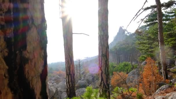 Bela Vista Montanha Alívio Através Floresta Pinheiros Ideia Conceito Viagem — Vídeo de Stock