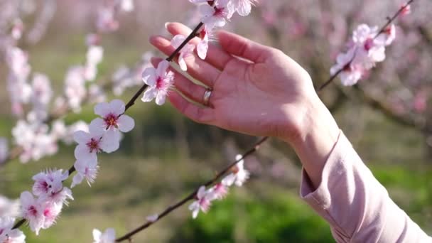 Mulher delicadamente tocar exuberante pêssego flores cacho, desfrutar de hanami tempo. — Vídeo de Stock