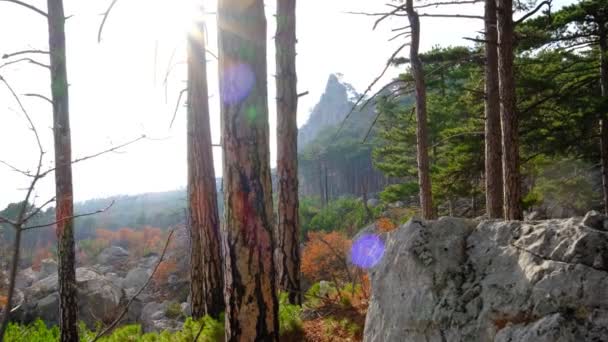 秀丽的山景穿过松林 冥想和自由的概念和概念 — 图库视频影像