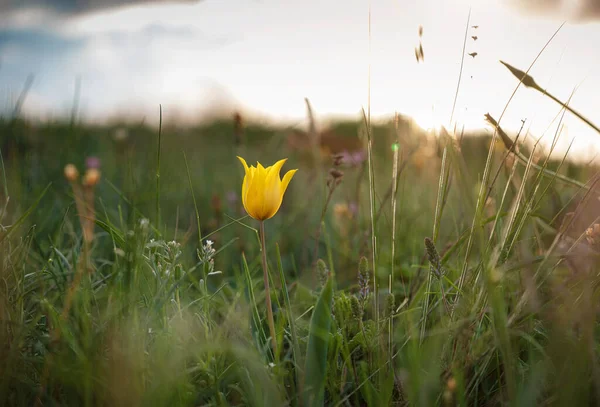 Bellissimi Fiori Campo Nei Raggi Del Tramonto Tulipani Selvatici Schrenk — Foto Stock