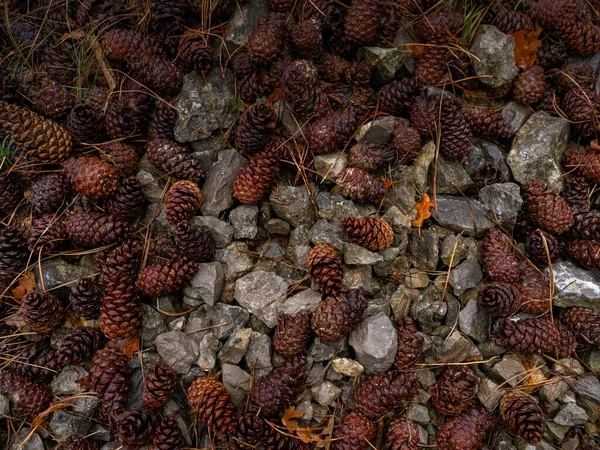 Krása Podzimního Mlžného Lesa Detaily Zavřít Borovicové Kužely Kameny Struktura — Stock fotografie