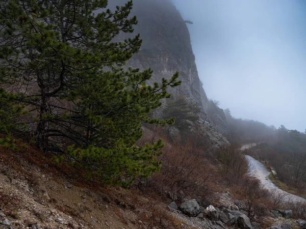 Strada Montagna Foresta Autunno Del Mattino Nella Nebbia Foresta Magica — Foto Stock