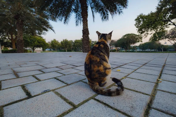 Vacker Trefärgad Gatukatt Park Dubai Njuter Kvällen Chill — Stockfoto