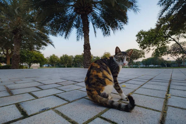 Dubai Parkında Renkli Güzel Bir Sokak Kedisi Akşam Soğuğunun Tadını — Stok fotoğraf