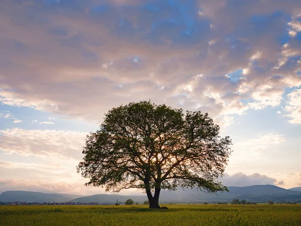 Viejo Roble Que Crece Campo Agrícola Sobre Cielo Puesta Del — Foto de Stock