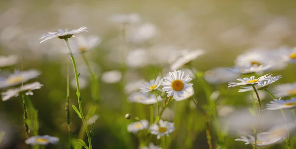 Daisies Napfényes Tavaszi Kertben Gyönyörű Szabadtéri Virágos Háttér Kutya Százszorszép — Stock Fotó