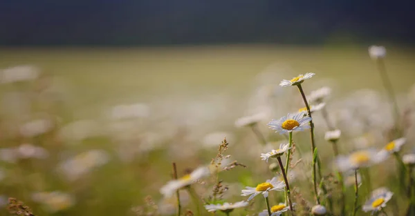 Daisies Napfényes Tavaszi Kertben Gyönyörű Szabadtéri Virágos Háttér Kutya Százszorszép — Stock Fotó