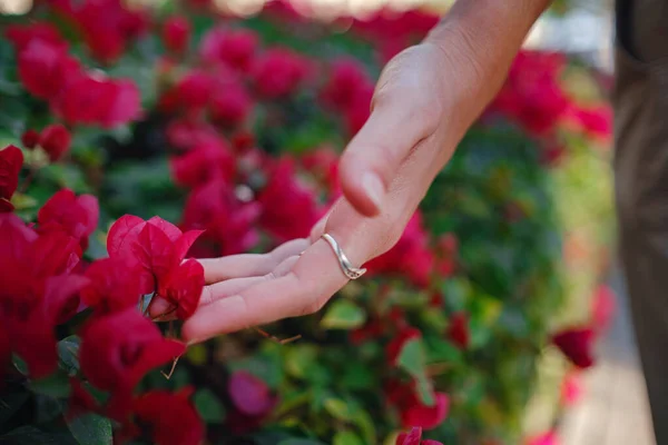 Mano Mujer Acariciando Las Hermosas Flores Moradas Los Arbustos Parque —  Fotos de Stock