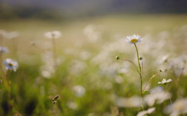 Güneşli bahar bahçesinde papatyalar, güzel açık hava çiçekleri. Köpek papatyası, bahçe konsepti..