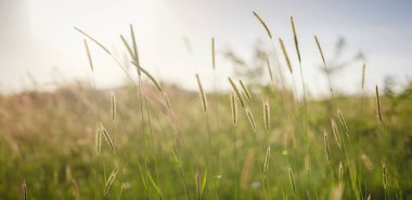 Altın buğday kulakları yakında. Olgunlaşan çayırlık buğday tarlalarının arka planı. Odağı bulanıklaştırıyor. Çiftçilik ve tarım kavramı. Günbatımının arka planında buğday