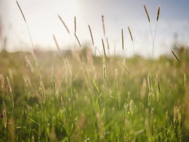 Altın buğday kulakları yakında. Olgunlaşan çayırlık buğday tarlalarının arka planı. Odağı bulanıklaştırıyor. Çiftçilik ve tarım kavramı. Günbatımının arka planında buğday