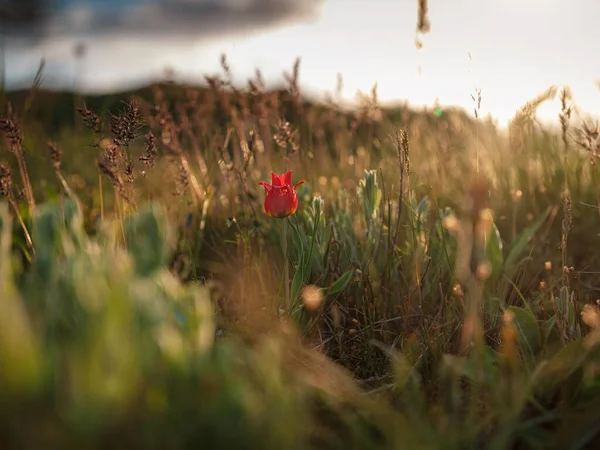 Bellissimi Fiori Campo Nei Raggi Del Tramonto Tulipani Selvatici Schrenk — Foto Stock