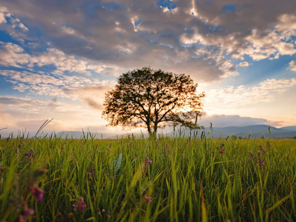 Gamla Träd Som Växer Ett Jordbruksfält Över Våren Solnedgång Himmel — Stockfoto