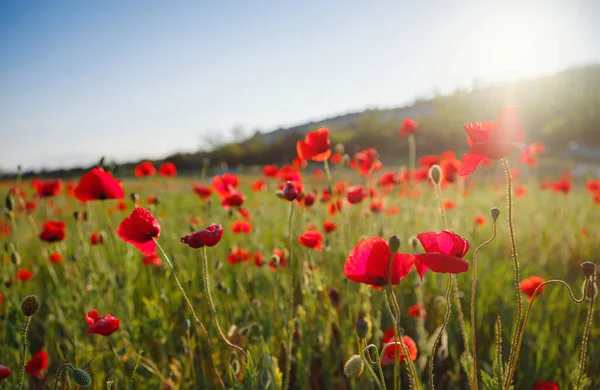 Poppy meadow in the light of the setting sun. Flower on Memorial Day, Memorial Day, Anzac Day in New Zealand, Australia, Canada and the United Kingdom.