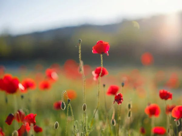 Poppy meadow in the light of the setting sun. Flower on Memorial Day, Memorial Day, Anzac Day in New Zealand, Australia, Canada and the United Kingdom.
