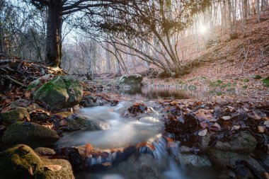Autumn Forest River Creek Manzarası. Sonbahar ormanı günbatımında, dağ şelalesinden dere. Ormanda sonbahar mevsimi