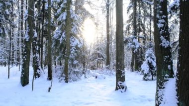 Kışın kar yağarken ormanda yürüyüş parkurunda yürümek
