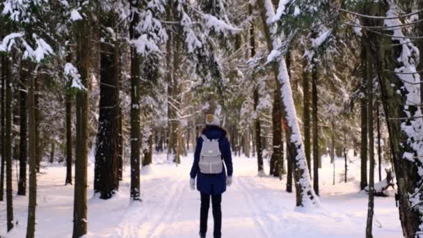 Female in winter clothes and rucksack walking on rural road surrounded by coniferous forest trees — Stock Video