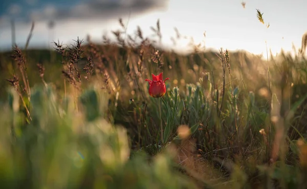 I bellissimi fiori di campo nei raggi del tramonto. — Foto Stock