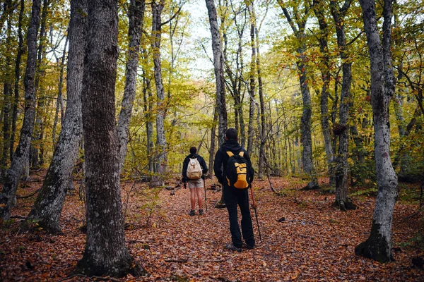 Sırt çantalı iki erkek arkadaş güz doğasında birlikte yürüyüş yapıyorlar..