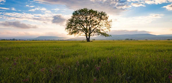 Gammal ek träd över våren solnedgång himmel — Stockfoto