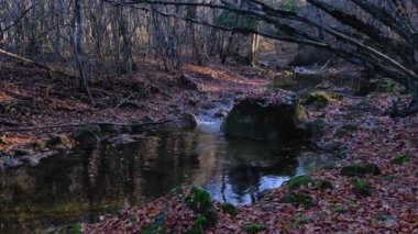 Akçaağaç ve meşe yaprakları gökyüzünü ve ağaçları yansıtan suda yüzerler..