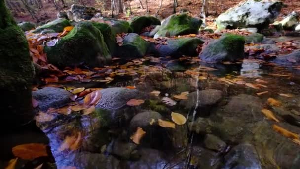 Ahorn- und Eichenblätter schwimmen im Wasser, das den Himmel und die Bäume reflektiert. — Stockvideo