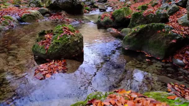 Кленове і дубове листя пливе у воді, що відображає небо і дерева . — стокове відео