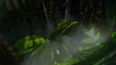 Sis suyu ya da sis püskürtme hortumu ağaçta bitki sulama için kurulur