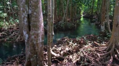 Mangrov ormanlı zümrüt kanalı inanılmaz berrak..