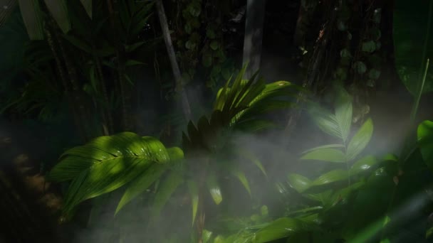 植物を散水するための木の上に霧の水や霧スプレーノズルセットアップ — ストック動画