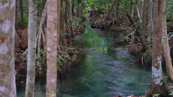 Menakjubkan kristal jelas zamrud kanal dengan hutan bakau. — Stok Video