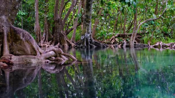 Úžasný křišťálově čistý smaragdový kanál s mangrovovým lesem. — Stock video